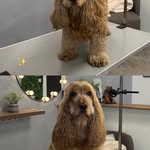 Gepflegter Cocker Spaniel im Salon