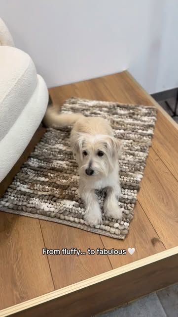 Hund nach der Pflege im Salon