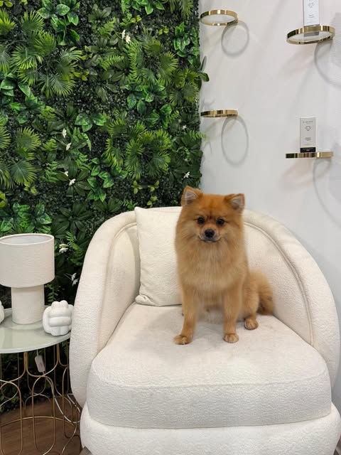 Frisch gepflegter Hund auf einem Boucle-Sessel im Premium Hundesalon Wien